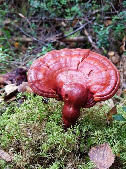 Lakkakääpä, ymppäys, erikoissienet, talousmetsän luonnontuotteet