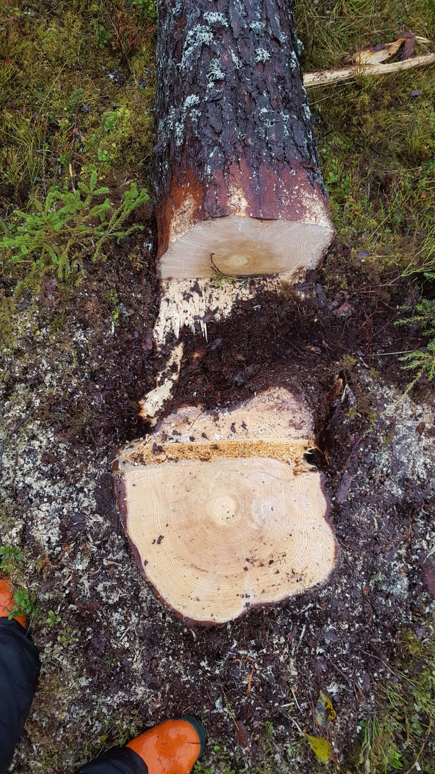 Tukkipuden kaato ensimmäistä kertaa oli jännittävää touhua. Koulussa tehtiin manuaalista hakkuutyötä. 